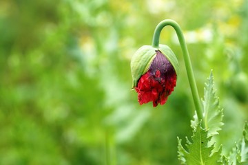 June in the garden, red poppy starting flowering, close-up
