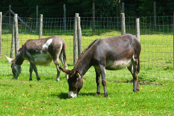 Naklejka na ściany i meble donkey and foal at the farm