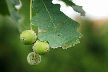 July garden, acorns and oak leaf, close-up, bokeh