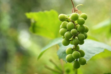 July garden, a bunch of grapes grows and ripens, close-up, bokeh