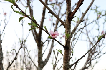 peach blossom