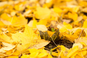 Bright autumn leaves