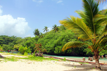 tropical beach with palm trees