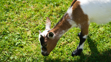 Naklejka na ściany i meble goat in the grass at a farm