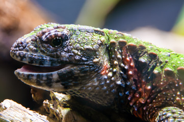 Face of a Chinese crocodile lizard