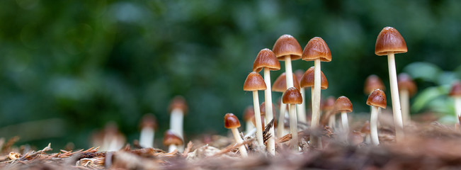 macro van paddenstoelen in het bos
