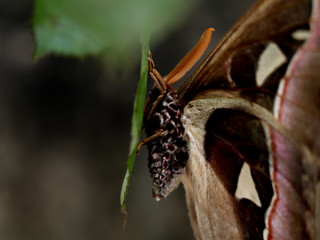 A big size  night butterfly or moth belonging to the paraphyletic group of insects