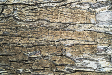 Background texture of tree bark. Skin the bark of a tree that traces cracking