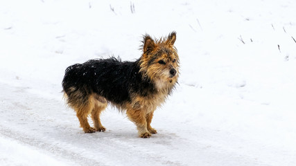 Small shaggy dog in winter in the snow