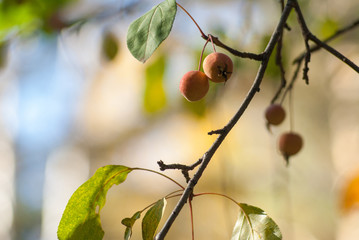 Ranetki rietki on a branch against a background of green foliage.