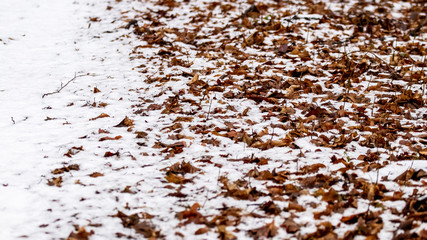 Texture of snow-covered dry autumn leaves on the ground