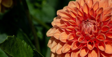 orange dahlia flowers in the garden