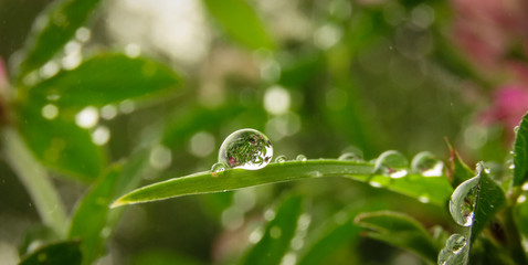 Water droplet on a leaf after a rain shower