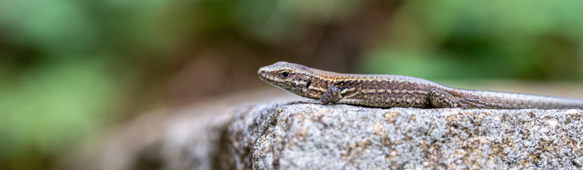 macro of lizard on the stone