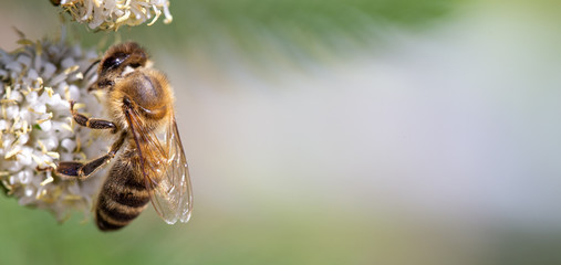 close up of a bee on flower