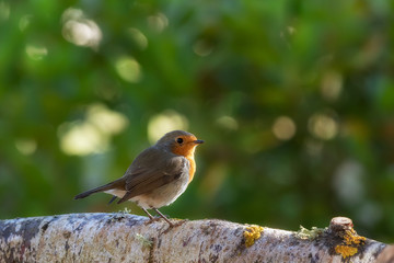A robin, redbreast, in a forest in Espejo, Alava
