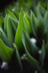 Spider on a web among lilies of the valley in the sunlight. Gardening season. Beautiful green background of plant leaves. Nature concept. Abstract wallpaper.