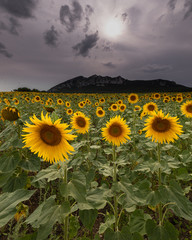 Sunflowers in a cloudy and stormy day in Alava