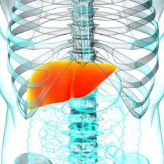 Liver 3D Illustration Human Digestive System Anatomy