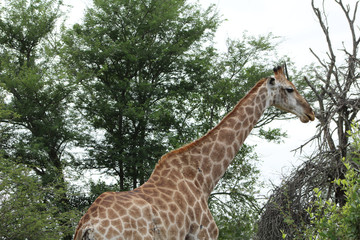 Giraffe in the jungle, in the Kruger Park. Giraffes's body, green tree and wild nature 