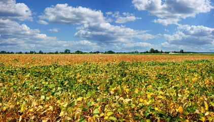 Fototapeta na wymiar Yellow leaves and soy beans on soybean cultivated field with cloudly sky background.
