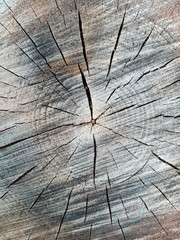 Pattern of dark wooden on cut of the tree with cracks