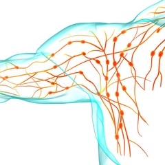 Human Lymph Nodes Anatomy For Medical Concept 3D Rendering