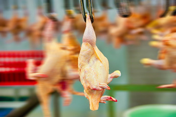 abattoirs for chicken