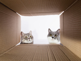 Grey beautiful cat, peeks into the cardboard carobka, a curious pet checks interesting places. Copy space.