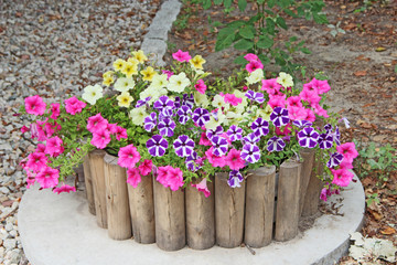 Different flowers of Petunia blossoming in bed made from wooden boards