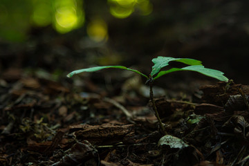 small sprout of a tree in the forest. New life. Nature.