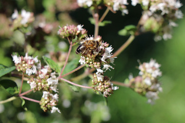 Bee collects pollen from oregano flowers, Bee protection