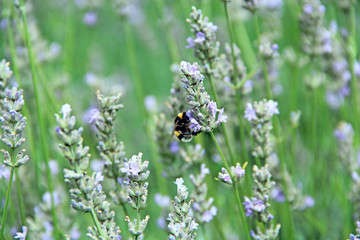 Bumblebee collecting nectar on lavender flowers in summer field