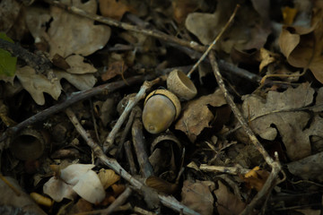acorns on the ground. Autumn forest. fruit of the tree