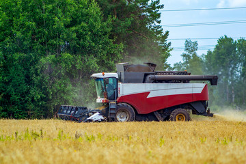 Fototapeta premium Combine harvester removes wheat. Agriculture, harvesting. Combine on a wheat field, against the background of the forest and sky.