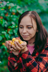 Close up of woman's hands hold ripe apricots on background of apricot tree. Concept of garden harvest.