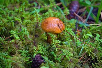 Young Suillus luteus mushroom, also named slippery jack or sticky bun. Edible mushrooms background.