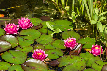 Rote Rosen im See