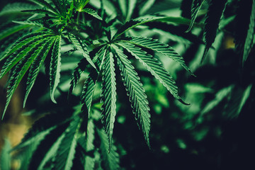 Obraz premium Marijuana – Alternative medical use