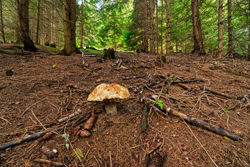 Fototapeta premium Steinpilz im Wald
