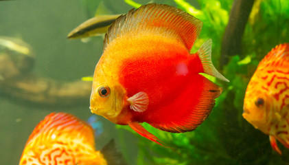 Red Discus, a Tropical fish found around the Hawiian islands