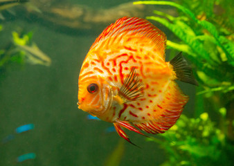 Red Discus, a Tropical fish found around the Hawiian islands