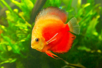 Red Discus, a Tropical fish found around the Hawiian islands