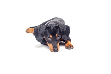 puppy teckel dachshound dog, black and tan, isolated on white background