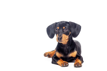 puppy teckel dachshound dog, black and tan, isolated on white background