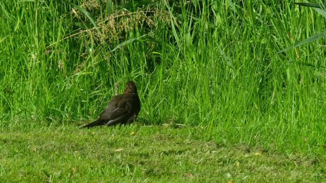 Blackbird,Turdus merula, sitting on green lawn