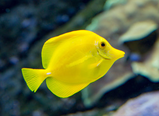 Yellow tang Tropical fish found around the Hawiian islands