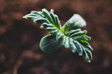 seedling sprout cannabis