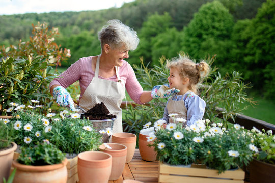 Senior grandmother with small granddaughter gardening on balcony in summer.