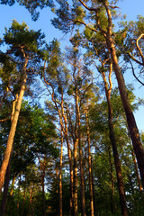 Kiefernwald